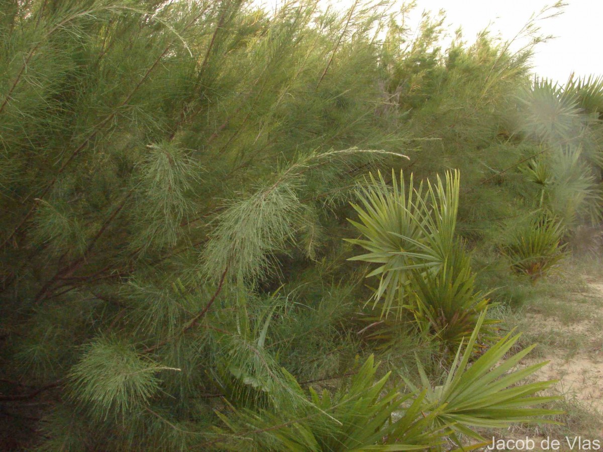 Casuarina equisetifolia L.